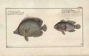 Chaetodon ocellatus, antes de 1790 de Friedrich August Kruger